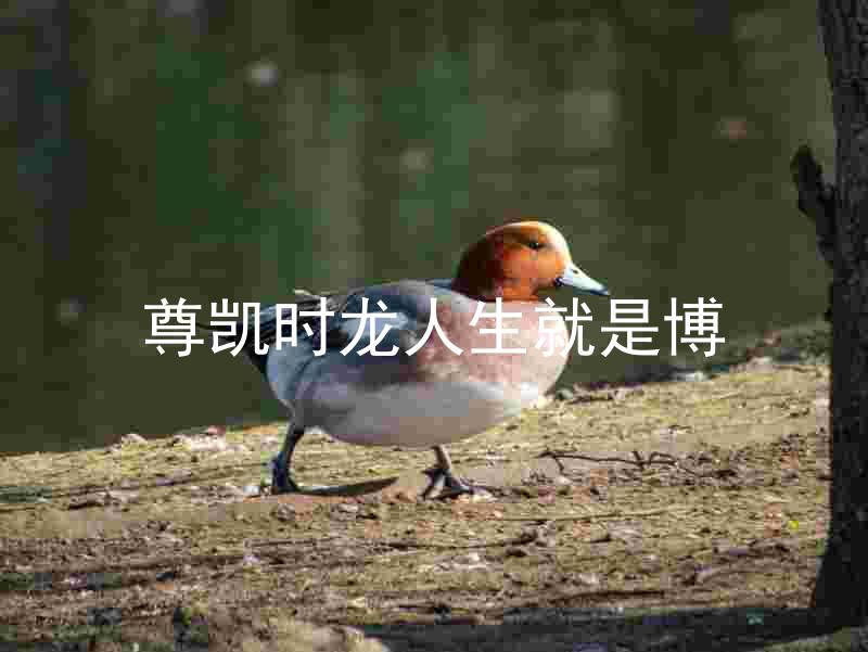 尊凯时龙人生就是博